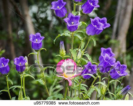 Purple and pink flowers View Large Photo Image Stock Photography - Purple and pink flowers. Fotosearch