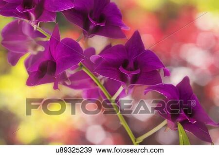 Stock Photo - Purple flowers.. Fotosearch