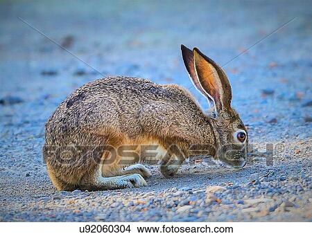 Picture - Rabbit. Fotosearch