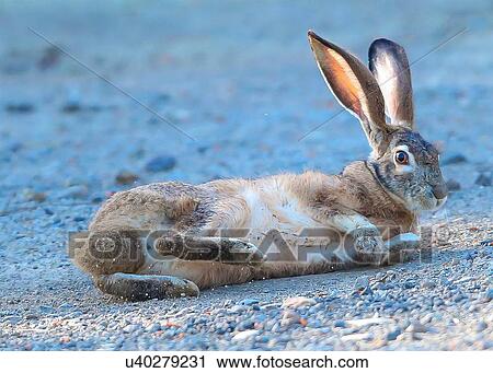 Rabbit View Large Photo Image Stock Image - Rabbit. Fotosearch