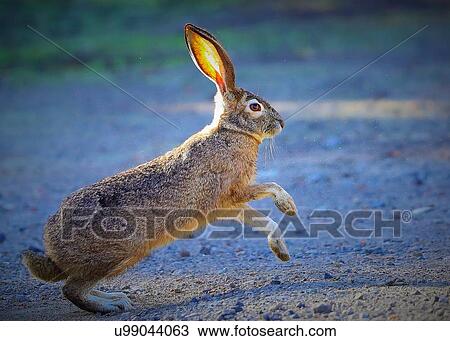 Rabbit View Large Photo Image Stock Image - Rabbit. Fotosearch