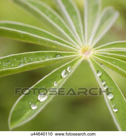 Stock Image - Rain drops on a green leaf.. Fotosearch