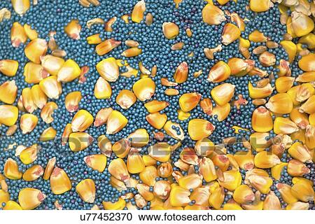 Stock Image - Rapeseed and corn seed.. Fotosearch