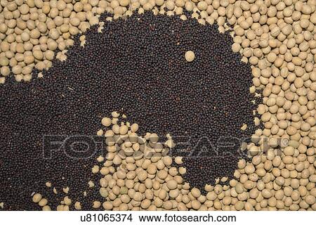 Rapeseed and soybean seed. View Large Photo Image Picture - Rapeseed and soybean seed.. Fotosearch