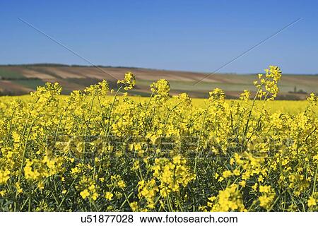 Stock Photo - Rapeseed flowers in cultivated agricultural field.. Fotosearch