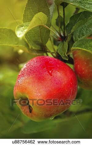 Stock Image - Red apple on branch after rain.. Fotosearch