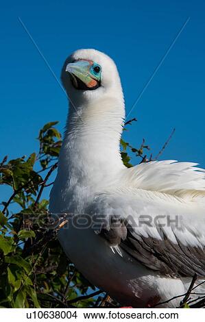 Picture - Red footed boobies at Clarion Island, Socorro, Baja California. Fotosearch