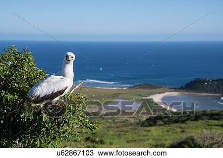 Stock Image - Red footed boobies at Clarion Island, Socorro, Baja California. Fotosearch