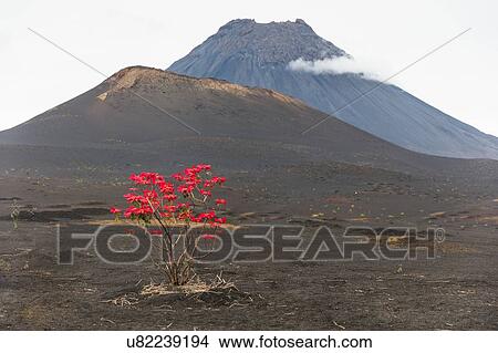 Picture - Red leaves growing on tree by volcano, Fogo, Cape Verde, Africa. Fotosearch