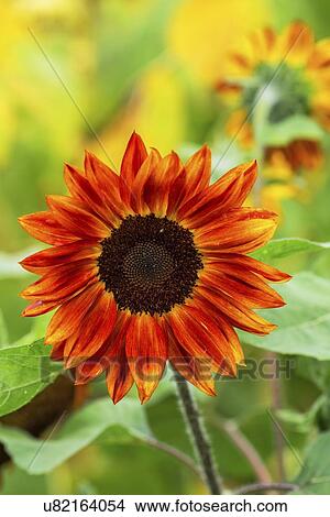 Picture - Red sunflower.. Fotosearch