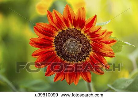 Red sunflower. View Large Photo Image Stock Photo - Red sunflower.. Fotosearch