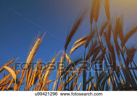 Stock Photograph - Ripe barley ears in field.. Fotosearch
