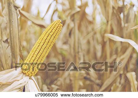 Ripe corn on the cob. View Large Photo Image Stock Photography - Ripe corn on the cob.. Fotosearch