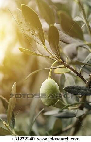 Ripe green olive fruit on branch in organic orchard. View Large Photo Image Stock Image - Ripe green olive fruit on branch in organic orchard.. Fotosearch