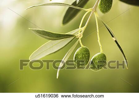 Stock Photograph - Ripe green olive fruit on branch in organic orchard.. Fotosearch