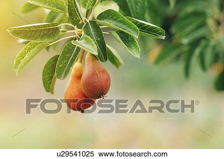 Ripe pears on the branch. View Large Photo Image Stock Photography - Ripe pears on the branch.. Fotosearch