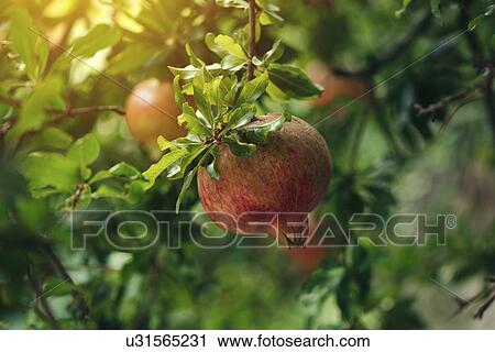 Stock Image - Ripe pomegranate fruit on tree branch.. Fotosearch