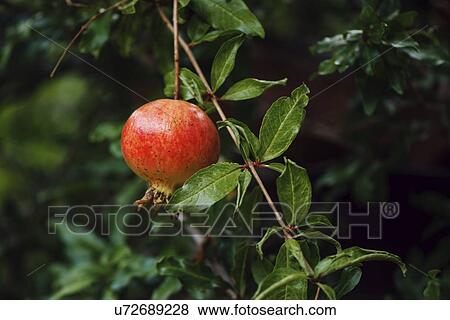 Stock Photo - Ripe pomegranate fruit on tree branch.. Fotosearch