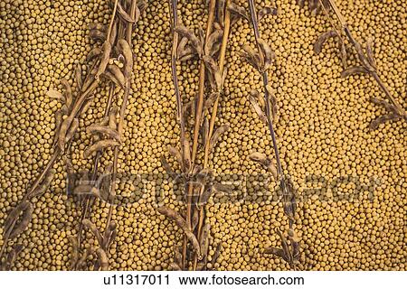 Stock Image - Ripe soy bean plants and beans.. Fotosearch