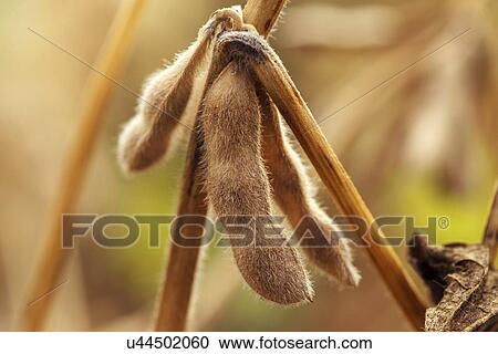 Stock Image - Ripe soybean pods, close-up.. Fotosearch