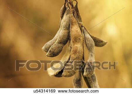 Ripe soybean pods, close-up. View Large Photo Image Stock Photo - Ripe soybean pods, close-up.. Fotosearch