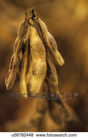 Stock Photo - Ripe soybean pods, close-up.. Fotosearch