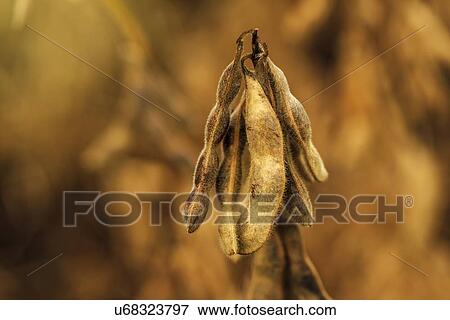 Stock Photo - Ripe soybean pods, close-up.. Fotosearch