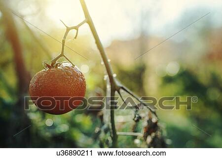 Ripe tomato in organic vegetable garden. View Large Photo Image Stock Image - Ripe tomato in organic vegetable garden.. Fotosearch
