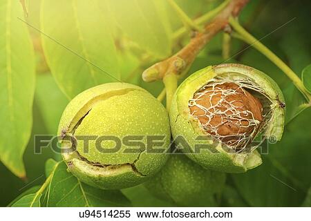 Ripe walnut fruit on branch. View Large Photo Image Stock Photography - Ripe walnut fruit on branch.. Fotosearch