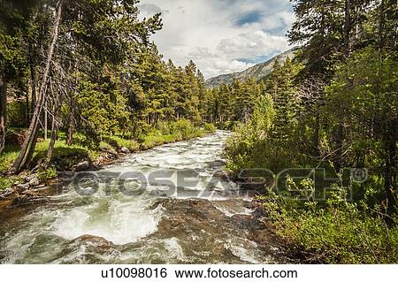 River through forests, Montana, US View Large Photo Image Stock Photograph - River through forests, Montana, US. Fotosearch