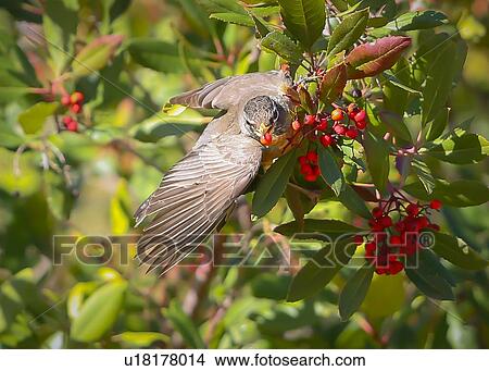 Picture - Robin. Fotosearch
