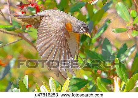 Stock Image - Robin. Fotosearch