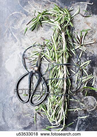 Stock Photo - Rosemary with scissors. Fotosearch
