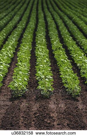 Stock Photo - Rows of cultivated soybean plants.. Fotosearch