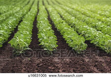 Rows of cultivated soybean plants. View Large Photo Image Stock Photography - Rows of cultivated soybean plants.. Fotosearch