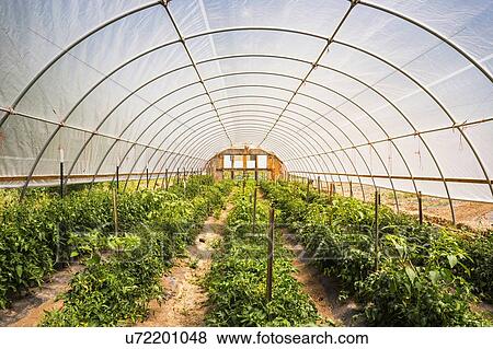 Rows of plants in green house, Montana, US View Large Photo Image Stock Photo - Rows of plants in green house, Montana, US. Fotosearch