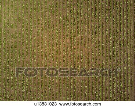 Rows of sugar beet plantation, aerial photograph. View Large Photo Image Stock Image - Rows of sugar beet plantation, aerial photograph.. Fotosearch