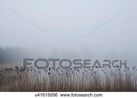 Stock Photograph - Rural scene of field with mist, Houghton-le-Spring, Sunderland, UK. Fotosearch