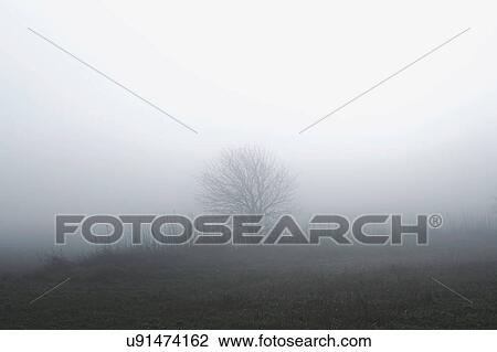 Stock Image - Rural scene with tree in mist, Houghton-le-Spring, Sunderland, UK. Fotosearch