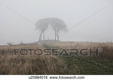 Stock Photo - Rural scene with trees in mist, Houghton-le-Spring, Sunderland, UK. Fotosearch