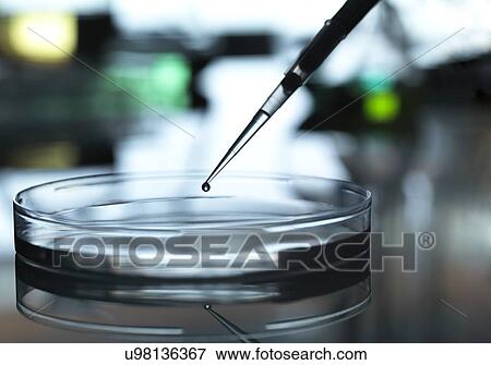 Stock Photo - Sample being pipetted into a Petri dish during a experiment in the laboratory.. Fotosearch