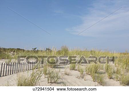 Picture - Sand dunes in summer. Fotosearch
