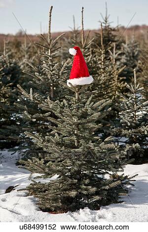 Santa hat on top of christmas tree in forest View Large Photo Image Stock Image - Santa hat on top of christmas tree in forest. Fotosearch