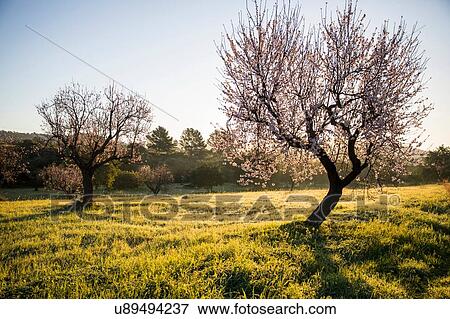 Stock Photo - Scenic view of trees in field. Fotosearch