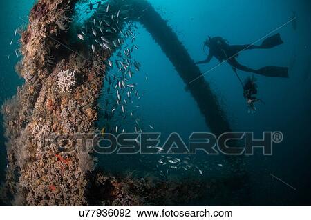 School of fish and scuba diver exploring sunken ship, Cancun, Mexico View Large Photo Image Stock Image - School of fish and scuba diver exploring sunken ship, Cancun, Mexico. Fotosearch
