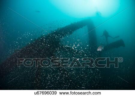 School of fish and scuba diver exploring sunken ship, Cancun, Mexico View Large Photo Image Stock Photo - School of fish and scuba diver exploring sunken ship, Cancun, Mexico. Fotosearch
