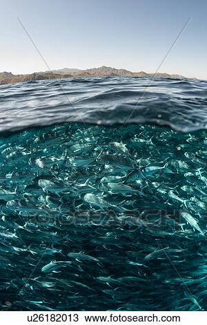 Stock Image - School of jack fish swimming close to water surface, Cabo San Lucas, Baja California Sur, Mexico, North America. Fotosearch