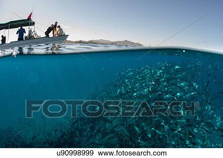 Stock Photo - School of jack fish swimming near boat on water surface, Cabo San Lucas, Baja California Sur, Mexico, North America. Fotosearch