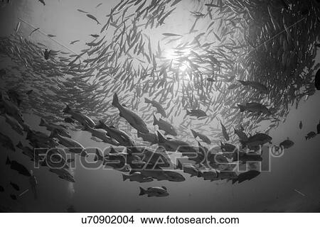 Picture - School of jack fish, underwater view, Cabo San Lucas, Baja California Sur, Mexico, North America. Fotosearch
