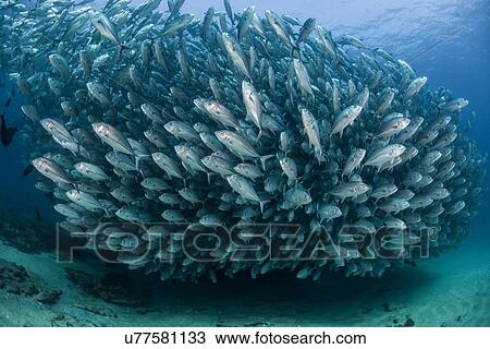 Stock Image - School of jack fish, underwater view, Cabo San Lucas, Baja California Sur, Mexico, North America. Fotosearch